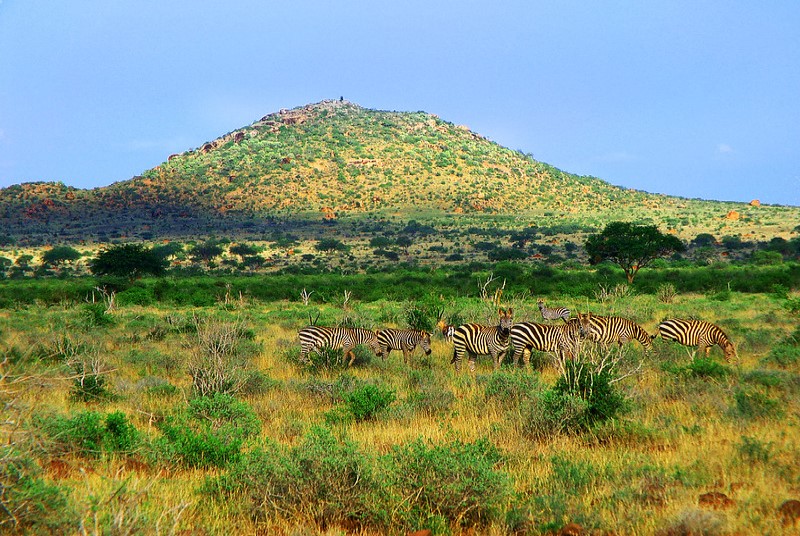 Kenia | Rezerwat Narodowy Masai Mara
