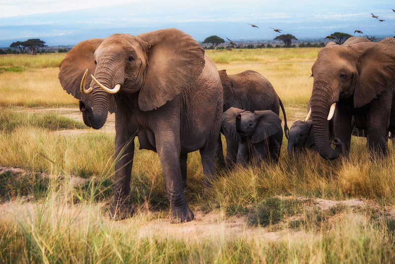 Kenia | Mieszkańcy Parku Narodowego Amboseli