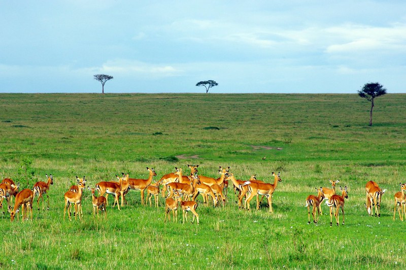 Kenia | Park Narodowy Masai Mara