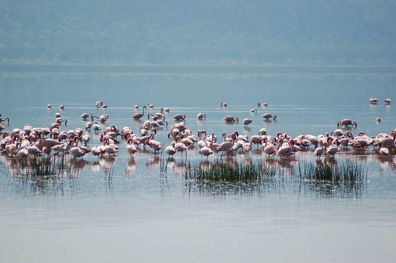 Kenia | Park Narodowy Jeziora Nakuru jest królestwem flamingów