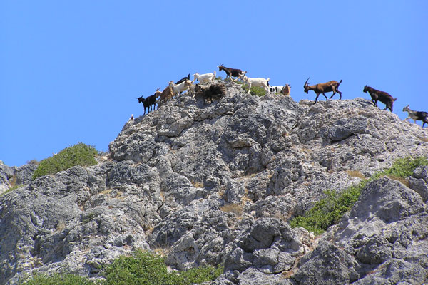 Kreta | Dzikie kozy kri–kri