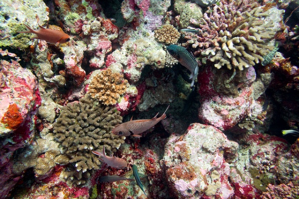 Malediwy | Czar podwodnych królestw