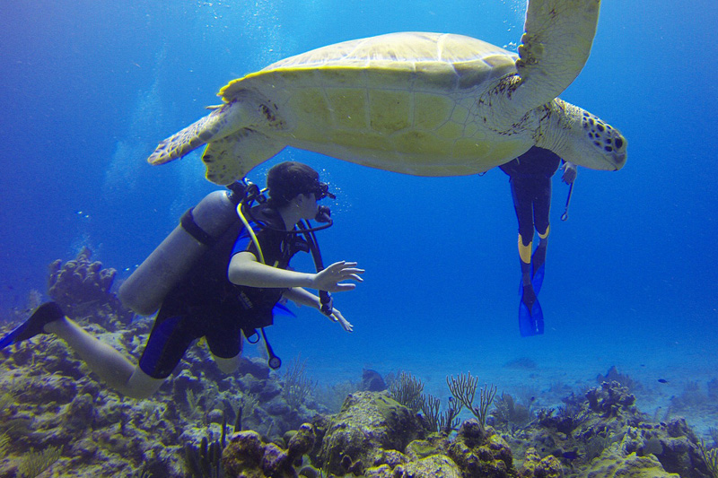 Meksyk | W Tortura Reef można popływać z żółwiami