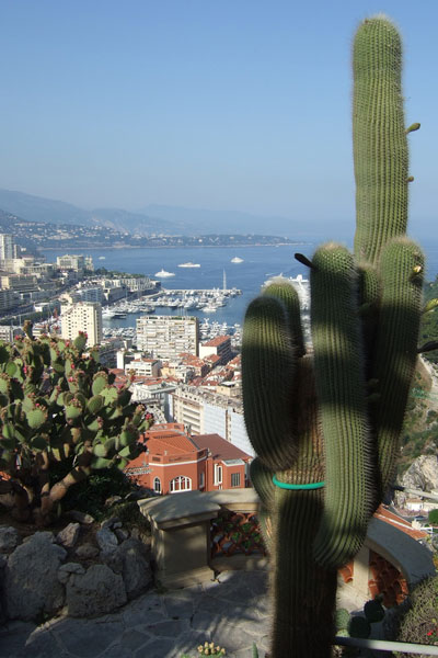 Monako | Egotyczny Ogród porastają sukulenty różnych gatunków i z różnych zakątków świata