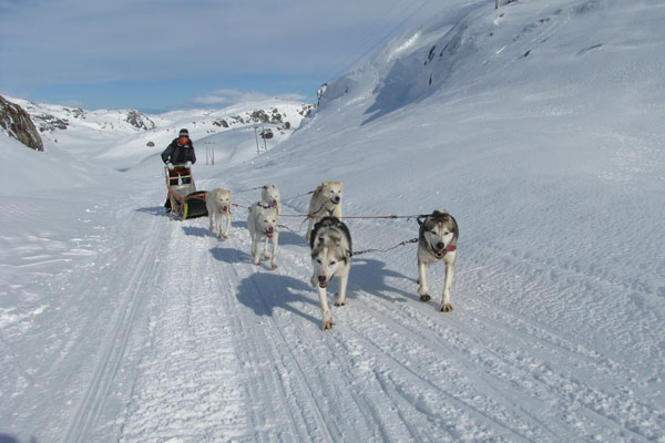 Norwegia | W rejonie Hemsedal można przejechać się psim zaprzęgiem