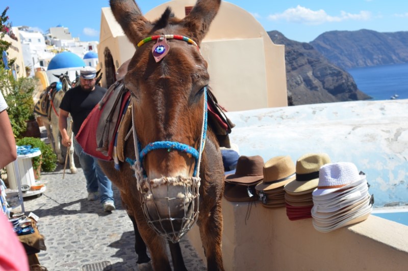 Santorini | Jednym ze środków transportu w mieście są…osły