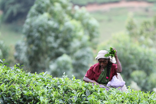 Sri Lanka | Zbiór liści na plantacji herbaty