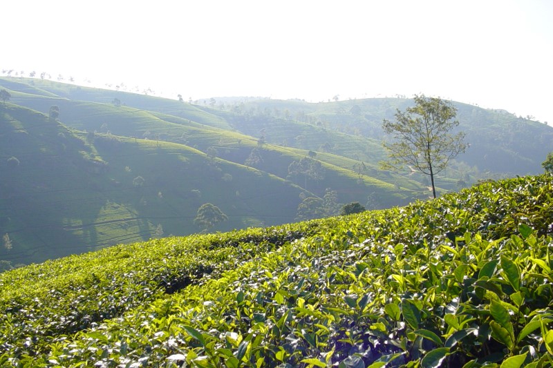 Sri Lanka | Plantacja herbaty
