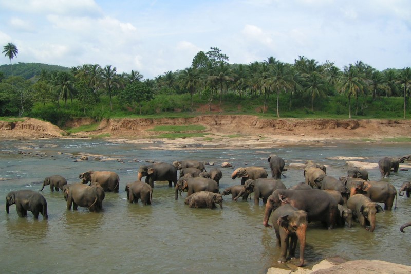 Sri Lanka | Kąpiel słoni