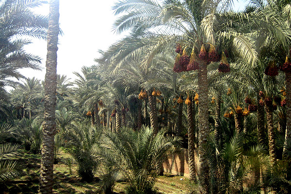 Tunezja | Palmy daktylowe
