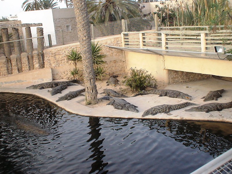 Tunezja | Mieszkańcy największej farmy krokodyli w basenie Morza Śródziemnego