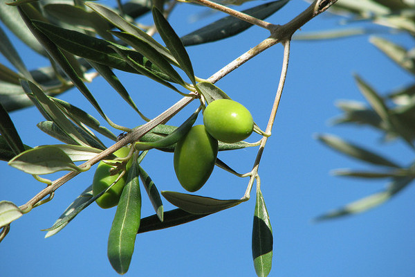 Tunezja | Najlepsze oliwki rosną w środkowej części Tunezji