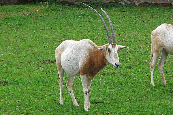 Tunezja | Oryx dammah