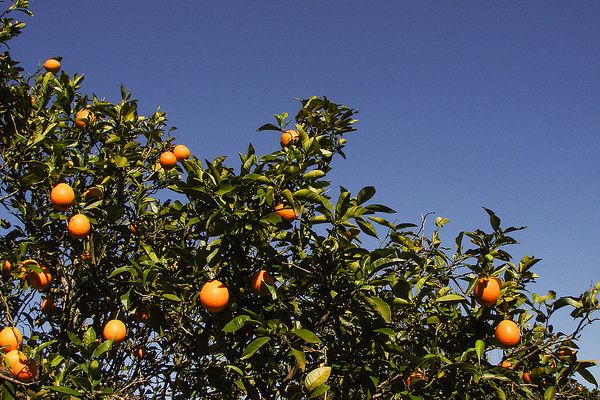 Tunezja | W marcu w miejscowości Menzel Bouzelfa odbywa się Festiwal Drzew Pomarańczowych  