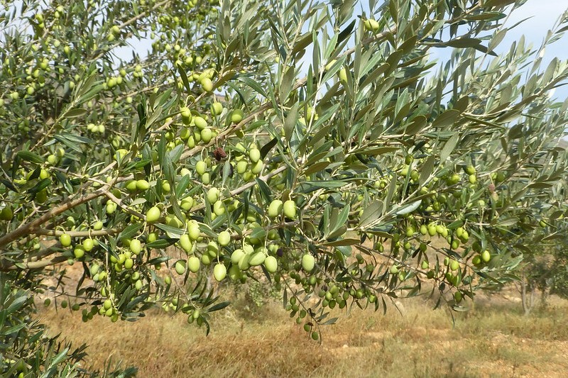Tunezja | Kafsa – drzewko oliwne
