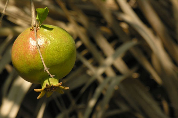 Tunezja | Nim skosztujemy kuszącego owocu, powinniśmy go dokładnie umyć, a najlepiej obrać ze skórki