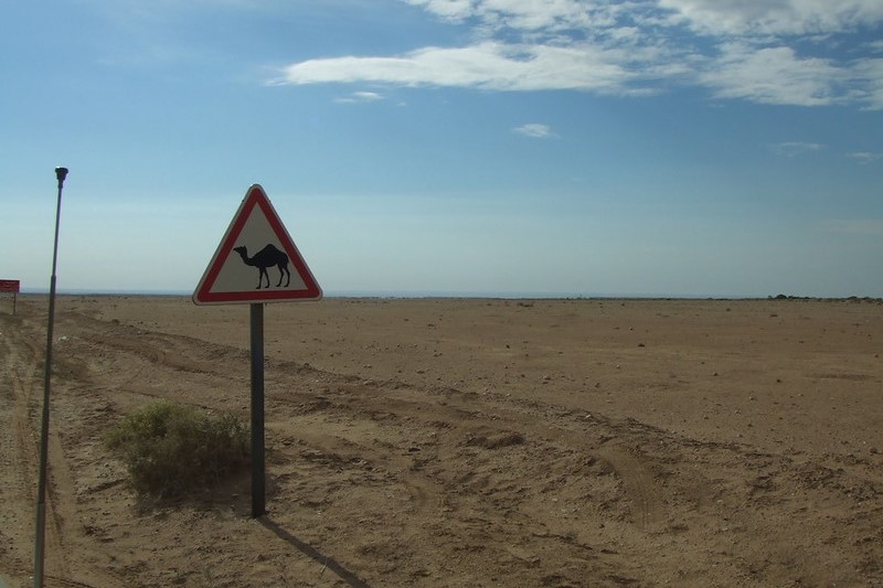 Tunezja | Uwaga na wielbłądy!