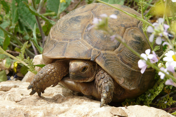 Tunezja | Żółw śródziemnomorski (Testudo graeca nabeulensis)