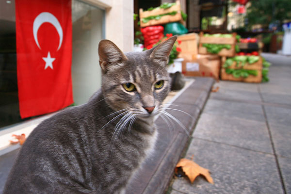 Turcja | W tureckich miastach na każdym kroku możemy spotkać koty