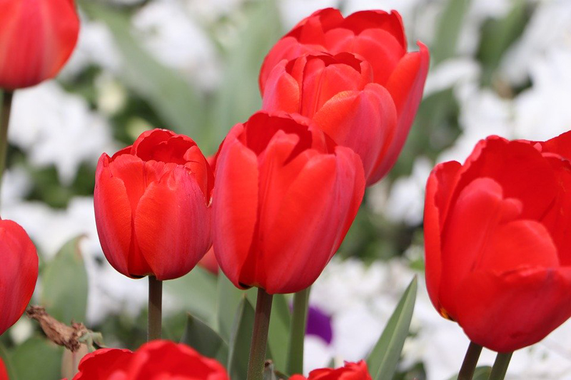 Turcja | Tulipan jest narodowym kwiatem tureckim
