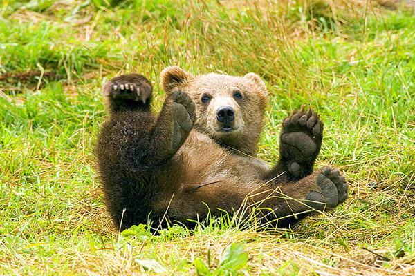 Ukraina | Młody niedźwiedź brunatny