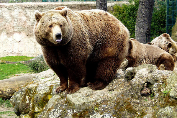 Ukraina | Personel ośrodka chce uratować jak najwięcej krzywdzonych niedźwiedzi brunatnych