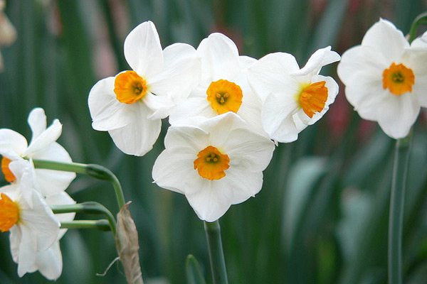 Ukraina | Nazwa tych pieknych kwiatów pochodzi od greckiego słowa narkao, co znaczy „oszołomić”, „zamroczyć”