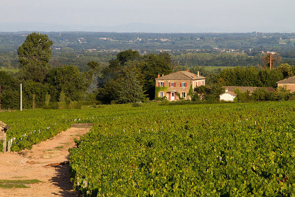Beaujolais | Beaujolais to kraina historyczna we Francji
