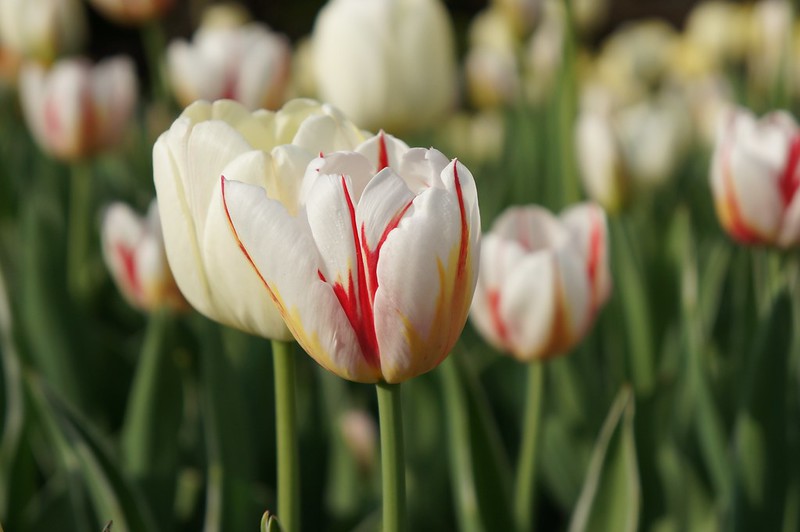 Ukraina | W  kwietniu Krym zakwitnie tysiącami tulipanów