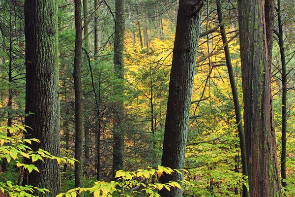 Ukraina | W 2007 roku na liście światowego dziedzictwa UNESCO znalazły się karpackie lasy bukowe