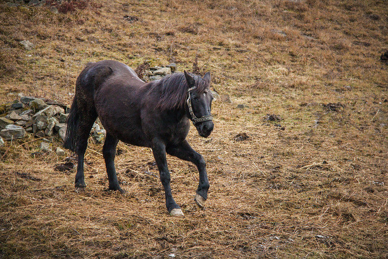 Ukraina | Karpaty, dzikie konie
