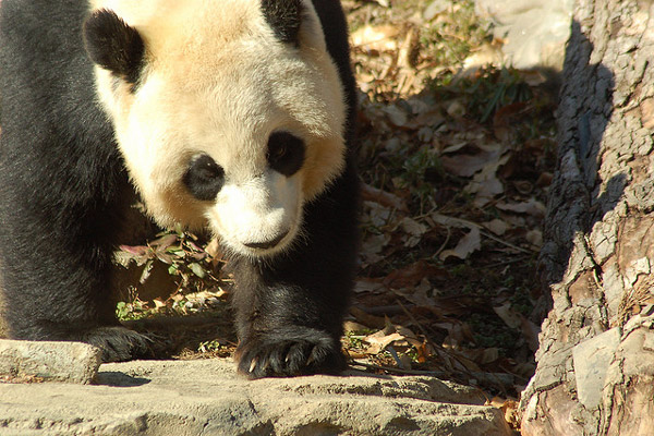 Chiny | Panda Wielka